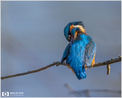 Eisvogel  |  Canon EOS R6, EF 300 f/2,8 L IS II USM mit Telekonverter 2x (600 mm), ISO 1600, 1/2500s, f/7,1, Einbeinstativ
