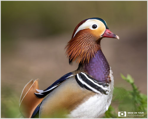 Mandarinente  |  Canon EOS R6, EF 300 f/2,8 L IS II USM mit Telekonverter 2x (600 mm), ISO 800, 1/1250s, f/7,1