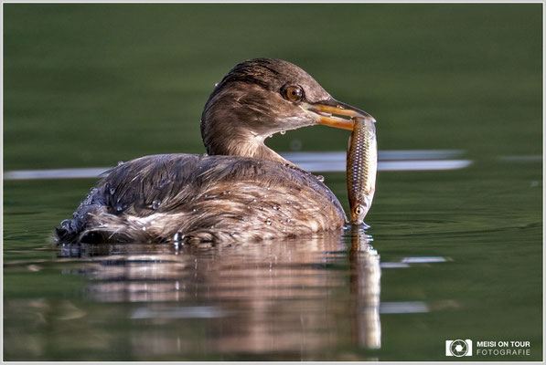 Zwergtaucher  |  Nikon Z9, NIKKOR Z 100–400 mm 1:4,5–5,6 VR S mit TC2,0x (800 mm), ISO 1600, 1/250s, f/11