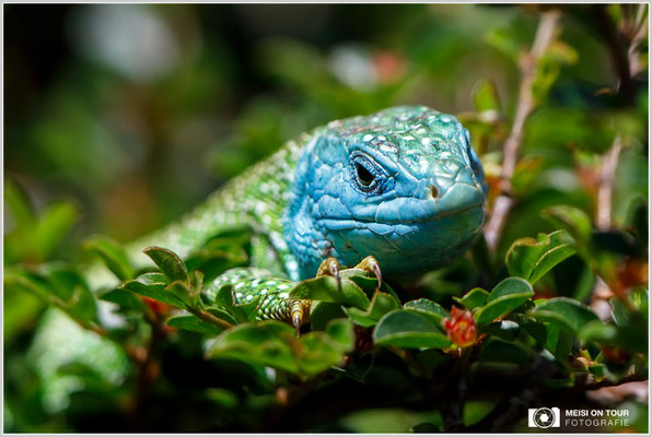 Smaragdeidechse  |  Canon EOS-5D Mark IV, EF 300 f/2,8 L IS II USM mit Telekonverter 2x III (600 mm), ISO 125, 1/500s, f/8, Einbeinstativ