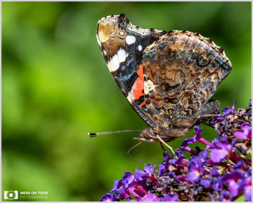 Admiral an Sommerflieder |  Nikon Z8, NIKKOR Z MC 105 1:2,8 VR S, ISO 1800, 1/1250s, f/13