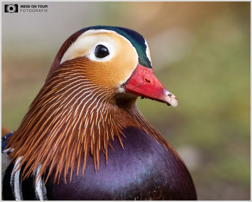Mandarinente  |  Canon EOS R6, EF 300 f/2,8 L IS II USM mit Telekonverter 2x (600 mm), ISO 1600, 1/2000s, f/7,1