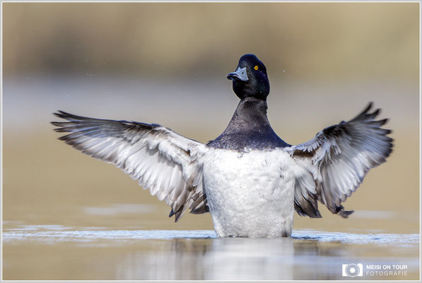 Reiherente  |  Canon EOS-5D Mark IV, EF 300 f/2,8 L IS II USM mit Telekonverter 2x (600 mm), ISO 800, 1/1600s, f/5,6, Reissack, Winkelsucher