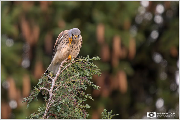 Turmfalke  |  Nikon Z9, NIKKOR Z 800 mm 1:6,3 VR S mit TC2,0x (1600 mm), ISO 1250, 1/250s, f/13
