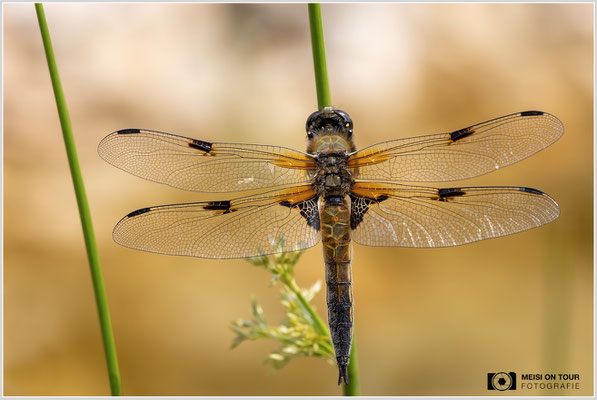 Vierfleck  |  Canon EOS R6, Sigma 150 f/2,8 Makro DG OS HSM mit Telekonverter 1,4x III (210 mm), ISO 800, 1/640s, f/9