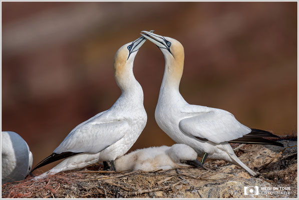 Basstölpelfamilie  |  Nikon Z9, NIKKOR Z 800 mm 1:6,3 VR S, ISO 110, 1/1600s, f/6,3