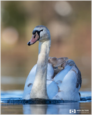 Höckerschwan Jungtier  |  Canon EOS R6, EF 300 f/2,8 L IS II USM mit Telekonverter 2x (600 mm), ISO 800, 1/2500s, f/6,3