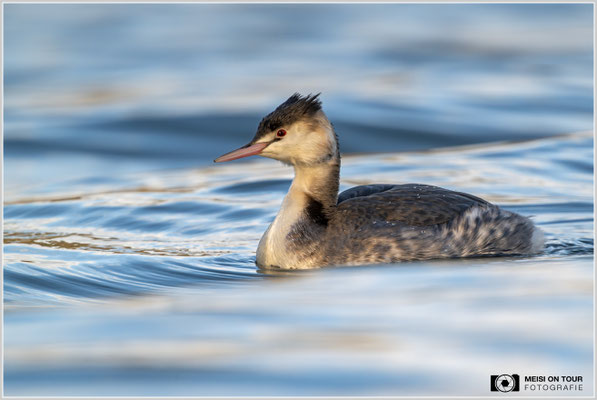 Haubentaucher  |  Nikon Z9, NIKKOR Z 800 mm 1:6,3 VR S mit TC1,4x (1120 mm), ISO 900, 1/1000s, f/9