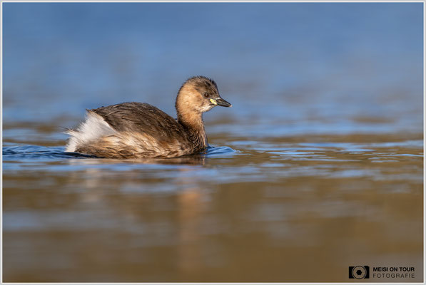 Zwergtaucher  |  Nikon Z9, NIKKOR Z 800 mm 1:6,3 VR S mit TC1,4x (1120 mm), ISO 720, 1/1600s, f/9