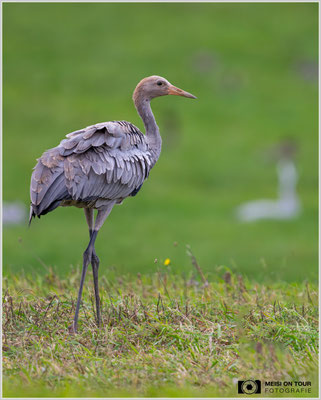 Grauer Kranich Jungtier |  Nikon Z8, NIKKOR Z 800 mm 1:6,3 VR S mit TC1,4x (1120 mm), ISO 2800, 1/1600s, f/9