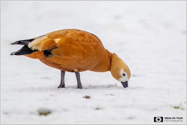 Rostgans  |  Nikon Z9, NIKKOR Z 800 mm 1:6,3 VR S mit TC1,4x (1120 mm), ISO 1800, 1/1000s, f/9