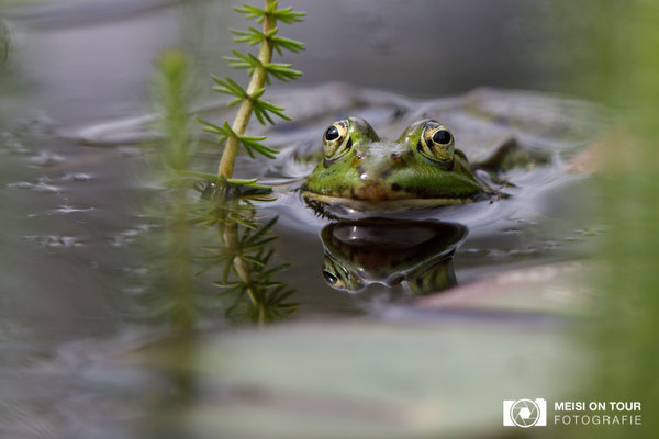 Teichfrosch  |  Canon EOS-5D Mark IV, EF 300 f/2,8 L IS II USM, ISO 200, 1/500s, f/7,1