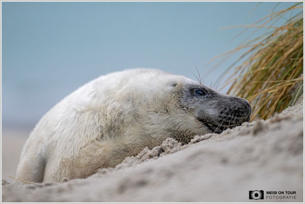 Kegelrobbe Jungtier  |  Nikon Z8, NIKKOR Z 100–400 mm 1:4,5–5,6 VR S (400 mm), ISO 1250, 1/800s, f/5,6