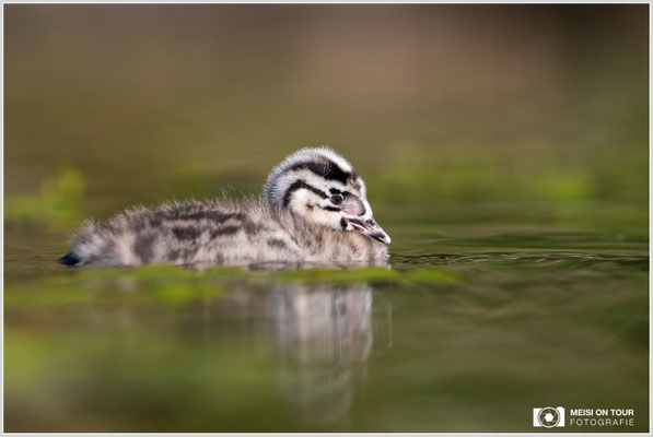 Haubentaucher  |  Canon EOS R6, EF 300 f/2,8 L IS II USM mit Telekonverter 1,4x (420 mm), ISO 800, 1/2500s, f/5,6