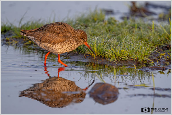 Rotschenkel  |  Nikon Z9, NIKKOR Z 800 mm 1:6,3 VR S, ISO 1800, 1/1000s, f/6,3