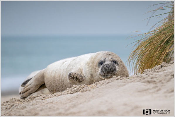Kegelrobben - Jungtier (siehe auch Reisen - Helgoland) |  Nikon Z8, NIKKOR Z 100–400 mm 1:4,5–5,6 VR S (260 mm), ISO 1600, 1/800s, f/5