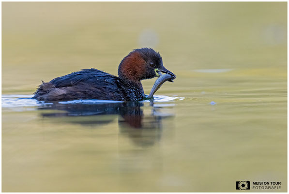 Zwergtaucher  |  Nikon Z9, NIKKOR Z 800 mm 1:6,3 VR S mit TC1,4x (1120 mm), ISO 1600, 1/1250s, f/9