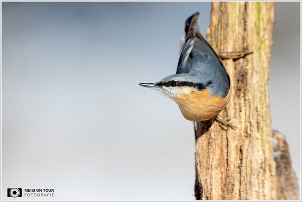 Kleiber  |  Canon EOS R6, EF 300 f/2,8 L IS II USM mit Telekonverter 2x (600 mm), ISO 1600, 1/6400s, f/7,1, Stativ