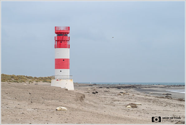 Südstrand auf der Düne  |  Nikon Z8, NIKKOR Z 100–400 mm 1:4,5–5,6 VR S (100 mm), ISO 640, 1/125s, f/14