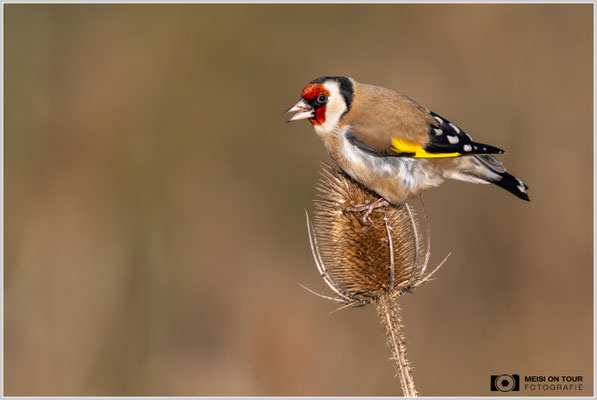 Stieglitz an Weber-Karde  |  Nikon Z9, NIKKOR Z 800 mm 1:6,3 VR S mit TC1,4x (1120 mm), ISO 2000, 1/3200s, f/9