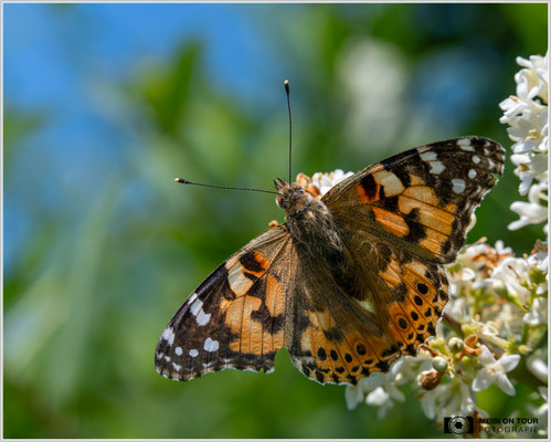 Distelfalter |  Nikon Z8, NIKKOR Z MC 105 1:2,8 VR S, ISO 640, 1/1000s, f/10