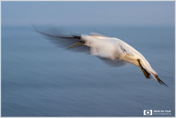 Basstölpelpaar  |  Nikon Z9, NIKKOR Z 100–400 mm 1:4,5–5,6 VR S (100 mm), ISO 100, 1/40s, f/11
