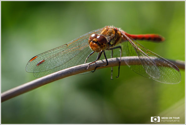 Große Heidelibelle  |  Canon EOS-5D Mark IV, EF 300 f/2,8 L IS II USM mit Telekonverter 2x III (600 mm), ISO 640, 1/1000s, f/10, Einbeinstativ