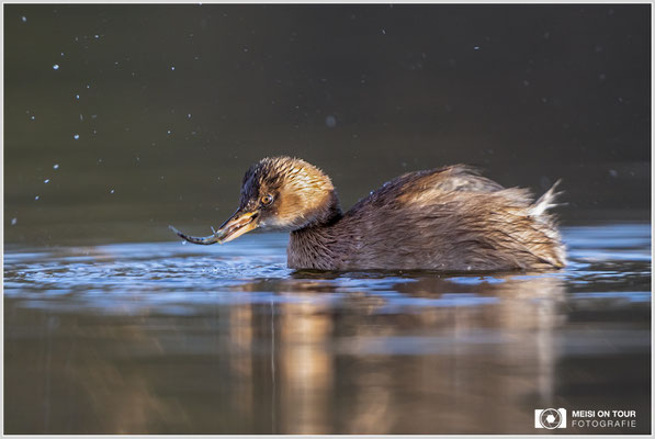 Zwergtaucher  |  Canon EOS R6, EF 300 f/2,8 L IS II USM mit Telekonverter 2x (600 mm), ISO 1600, 1/640s, f/6,3