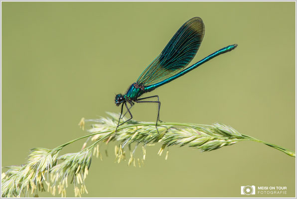 Gebänderte Prachtlibelle  |  Canon EOS-5D Mark IV, EF 300 f/2,8 L IS II USM mit Telekonverter 2x III (600 mm), ISO 640, 1/2000s, f/9, Einbeinstativ