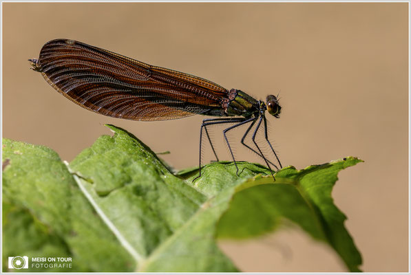Blauflügel-Prachtlibellen Weibchen  |  Canon EOS R6, Sigma 150 f/2,8 Makro DG OS HSM mit Telekonverter 1,4x III (210 mm), ISO 800, 1/800s, f/9