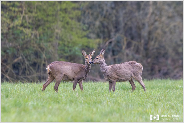 Rehe  |  Canon EOS R6, EF 300 f/2,8 L IS II USM mit Telekonverter 2x (600 mm), ISO 1600, 1/250s, f/7,1