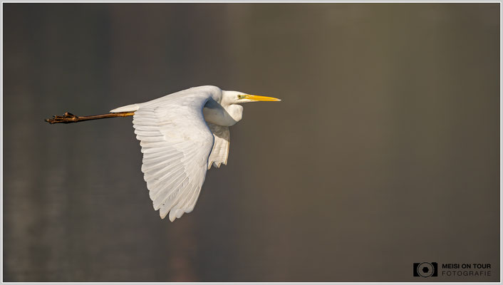 Silberreiher  |  Nikon Z9, NIKKOR Z 800 mm 1:6,3 VR S, ISO 500, 1/2000s, f/6,3