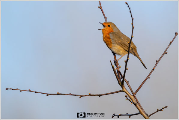 Rotkehlchen  |  Nikon Z9, NIKKOR Z 800 mm 1:6,3 VR S mit TC1,4x (1120 mm), ISO 1100, 1/1600s, f/9