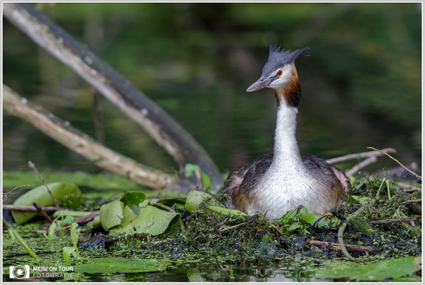Haubentaucher  |  Canon EOS-7D Mark II, EF 300 f/2,8 L IS II USM, ISO 320, 1/500s, f/3,2, Einbeinstativ