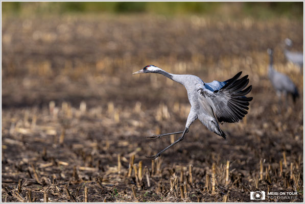 Kranich bei der Landung  |  Nikon Z9, NIKKOR Z 800 mm 1:6,3 VR S, ISO 320, 1/1250s, f/6,3