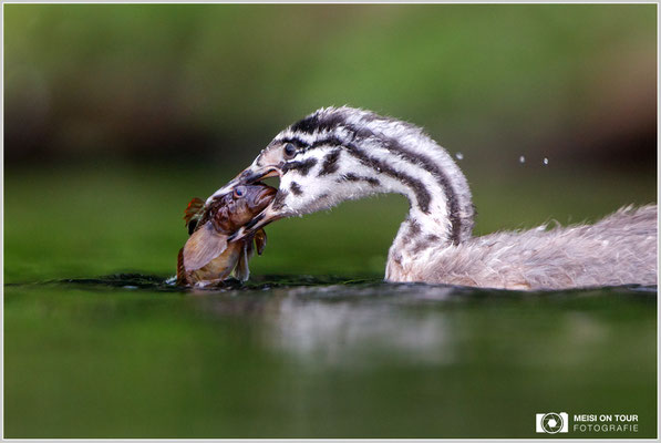 Haubentaucher  |  Canon EOS-5D Mark IV, EF 300 f/2,8 L IS II USM mit Telekonverter 2x (600 mm), ISO 1000, 1/1000s, f/5,6, Reissack, Winkelsucher