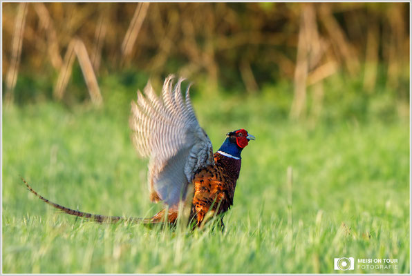 Fasan  |  Canon EOS-5D Mark IV, EF 300 f/2,8 L IS II USM mit Telekonverter 2x III (600 mm), ISO 1600, 1/640s, f/7,1, Einbeinstativ