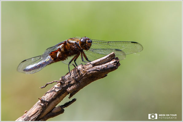 Feuerlibelle  |  Canon EOS-5D Mark IV, EF 300 f/2,8 L IS II USM mit Telekonverter 2x III (600 mm), ISO 400, 1/1250s, f/8, Einbeinstativ