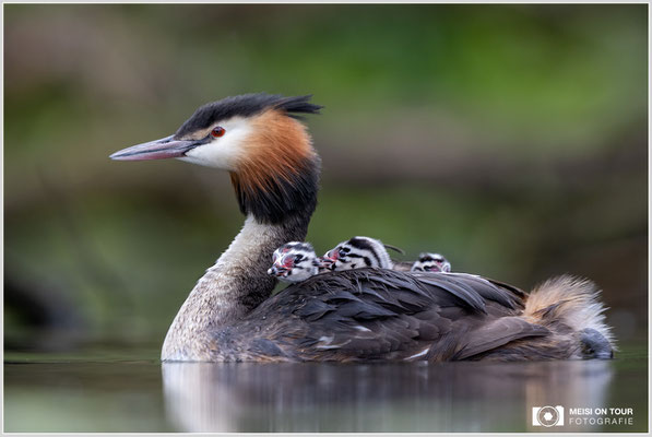 Haubentaucher  |  Canon EOS R6, EF 300 f/2,8 L IS II USM mit Telekonverter 2x (600 mm), ISO 1600, 1/500s, f/6,3