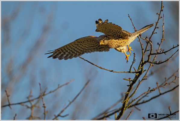 Turmfalke  |  Nikon Z9, NIKKOR Z 800 mm 1:6,3 VR S mit TC1,4x (1120 mm), ISO 1100, 1/2000s, f/9