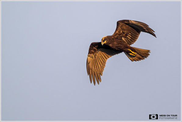 Rohrweihe  |  Nikon Z9, NIKKOR Z 800 mm 1:6,3 VR S mit TC1,4x (1120 mm), ISO 1800, 1/2500s, f/9