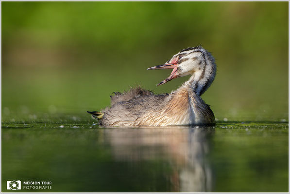 Haubentaucher  |  Canon EOS-5D Mark IV, EF 300 f/2,8 L IS II USM mit Telekonverter 2x (600 mm), ISO 640, 1/1600s, f/6,3, Reissack, Winkelsucher