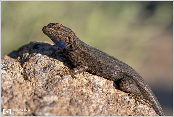 Westlicher Stachelleguan | Nikon Z8, NIKKOR Z 24-120 mm 1:4 S (120 mm), ISO 100, 1/2000, f/4
