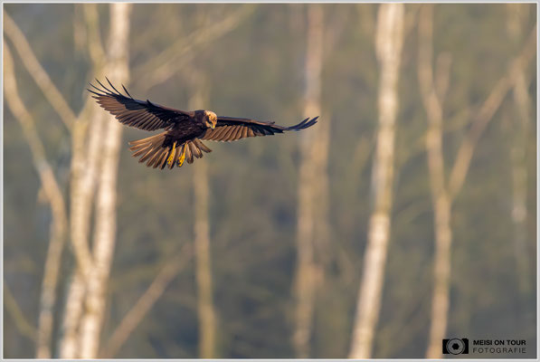 Rohrweihe  |  Nikon Z9, NIKKOR Z 800 mm 1:6,3 VR S mit TC1,4x (1120 mm), ISO 5000, 1/2500s, f/9