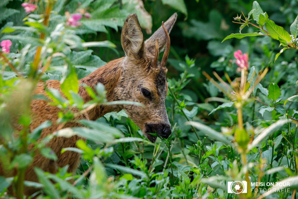 Reh  |  Canon EOS-5D Mark IV, EF 300 f/2,8 L IS II USM mit Telekonverter 2x III (600 mm), ISO 2500, 1/1250s, f/6,3, Einbeinstativ
