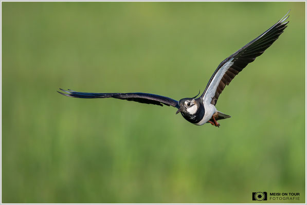 Kiebitz  |  Nikon Z8, NIKKOR Z 800 mm 1:6,3 VR S mit TC1,4x (1120 mm), ISO 2500, 1/5000s, f/9