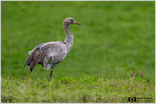 Grauer Kranich Jungtier |  Nikon Z9, NIKKOR Z 800 mm 1:6,3 VR S, ISO 2500, 1/2000s, f/7,1