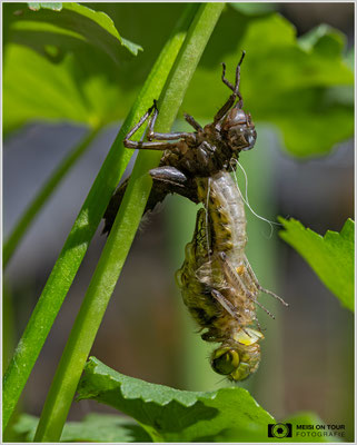 Schlupf einer Vierfleck-Libelle |  Nikon Z8, NIKKOR Z MC 105 1:2,8 VR S, ISO 560, 1/640s, f/11