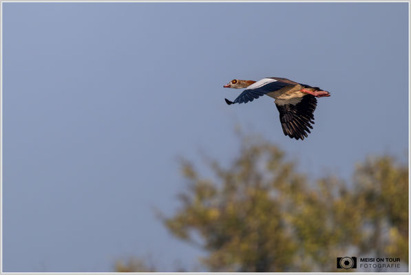 Nilgans  |  Nikon Z9, NIKKOR Z 800 mm 1:6,3 VR S mit TC1,4x (1120 mm), ISO 800, 1/1600s, f/9