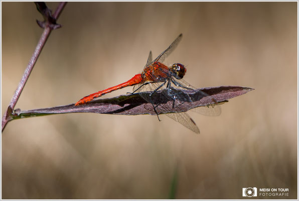 Blutrote Heidelibelle  |  Canon EOS-5D Mark IV, EF 300 f/2,8 L IS II USM mit Telekonverter 2x III (600 mm), ISO 100, 1/800s, f/7,1, Einbeinstativ